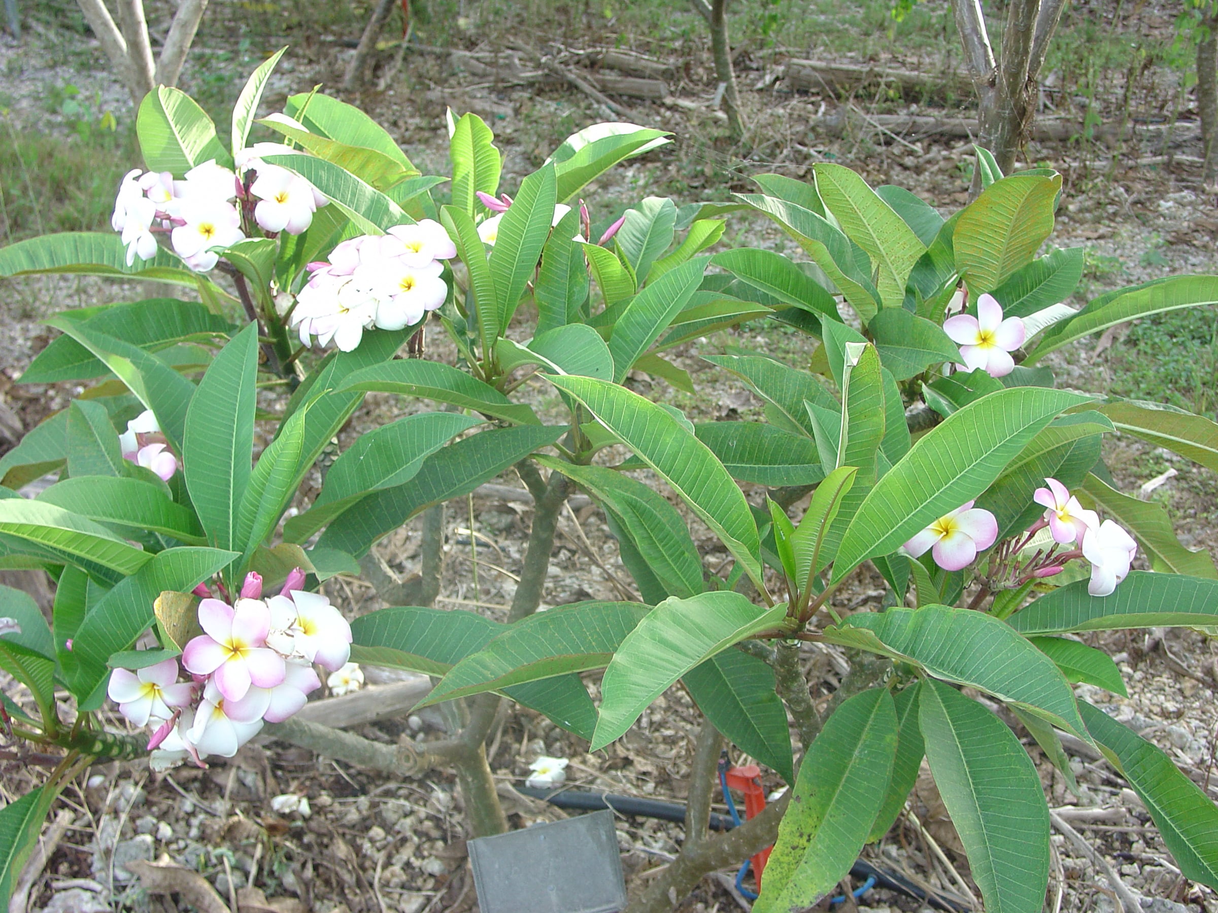 Mature Abigail plumeria tree at Florida Colors Nursery
