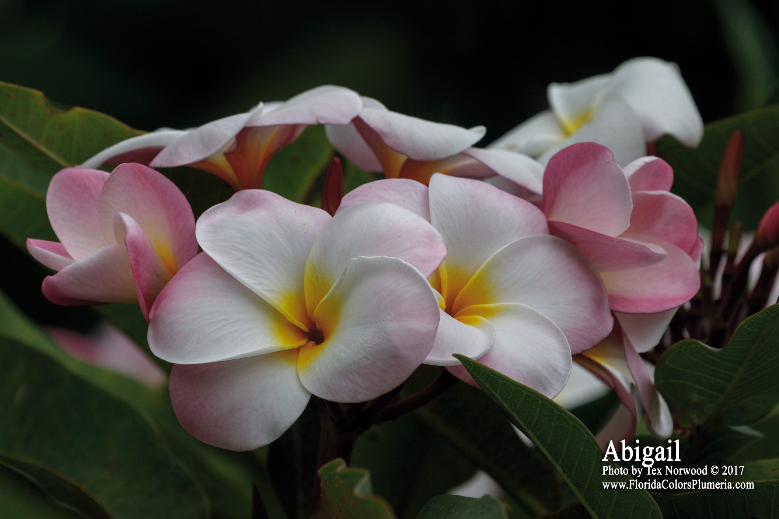 Abigail plumeria blooming at Florida Colors Nursery
