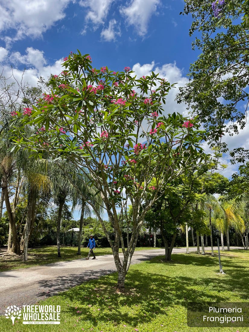 Mature plumeria trees growing in the Florida Colors Nursery Grove