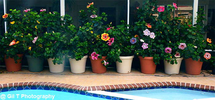 Colorful hibiscus plants representing the nursery's early growing years