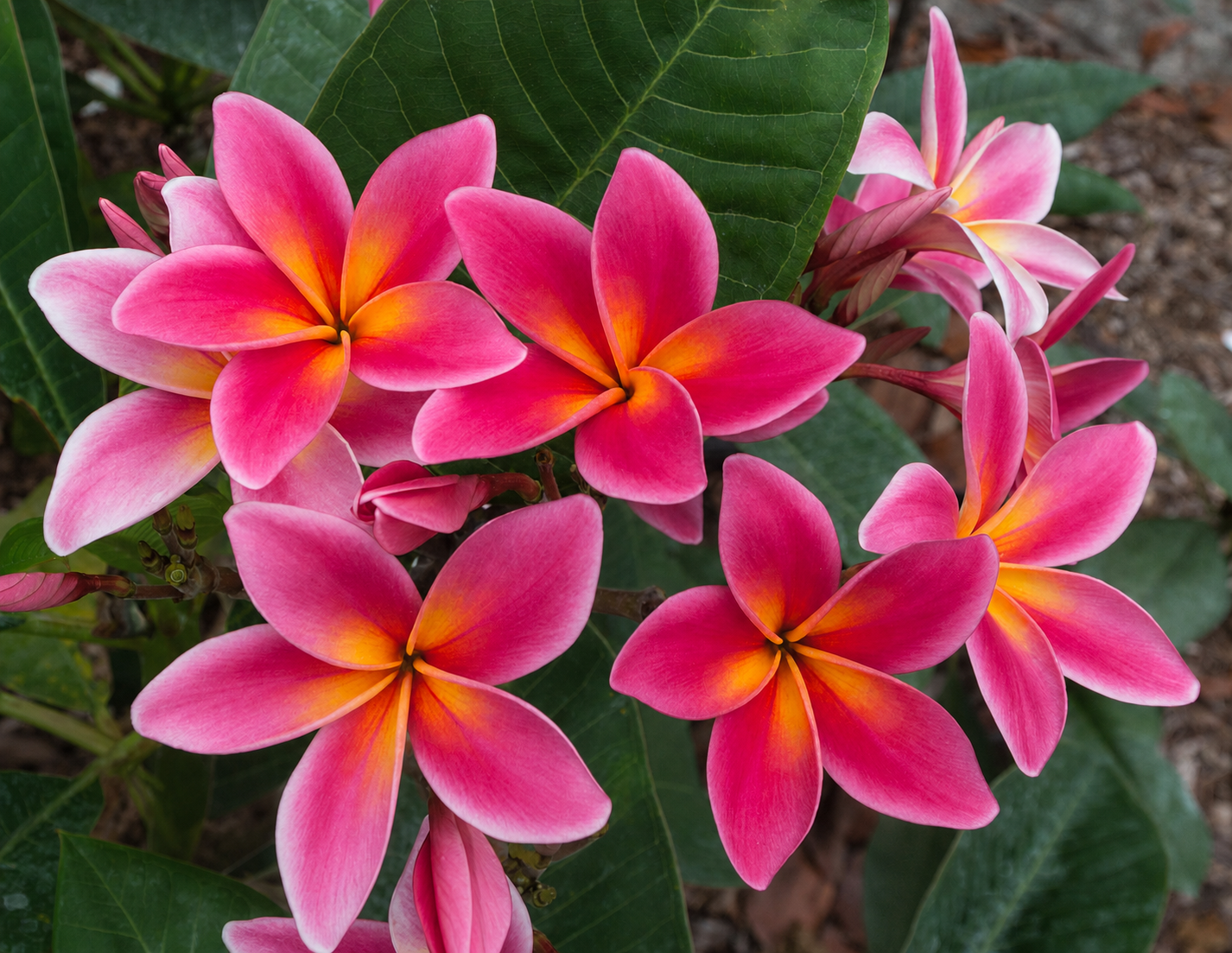 Hope plumeria blooming at Florida Colors Nursery