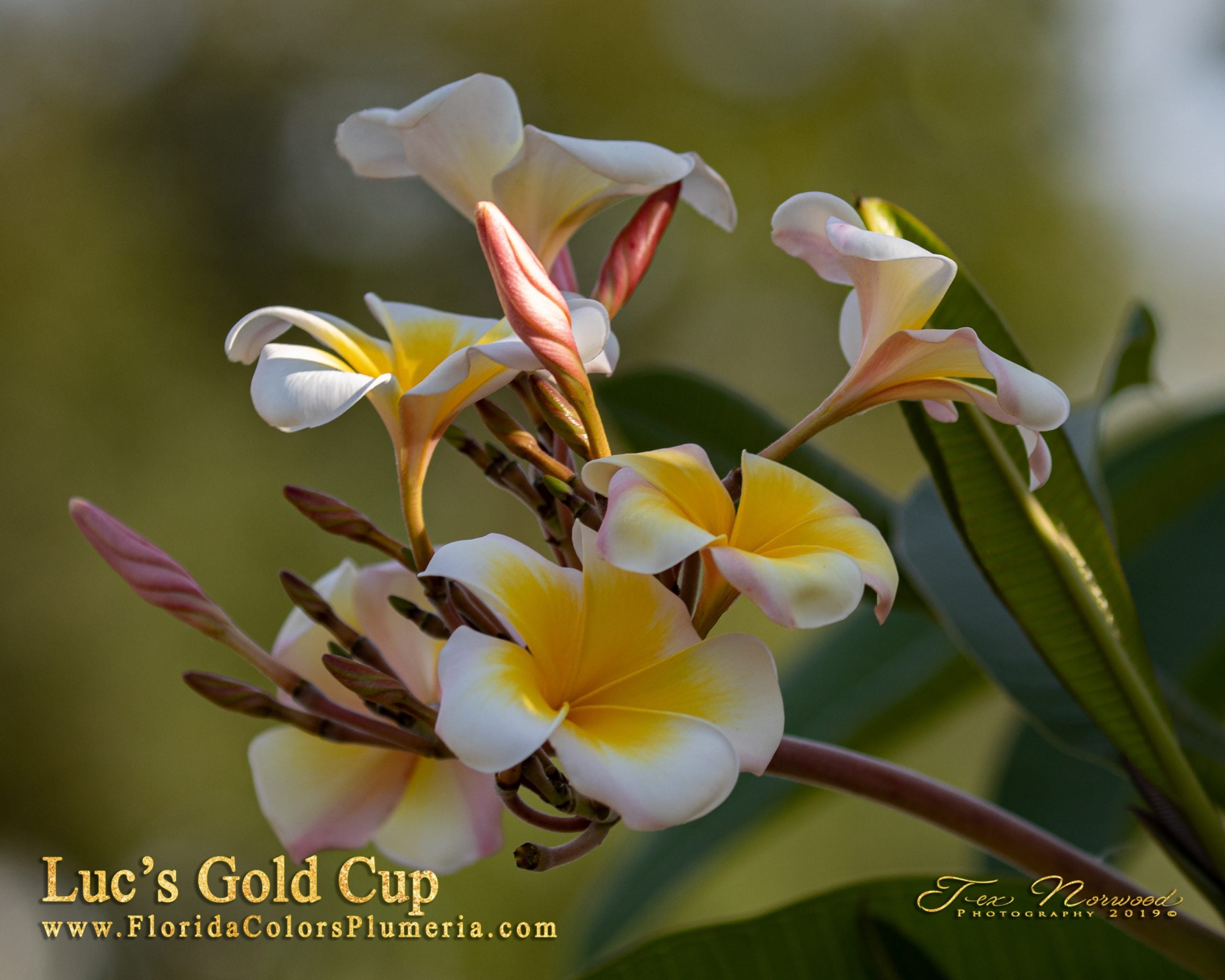 Luc's Gold Cup plumeria