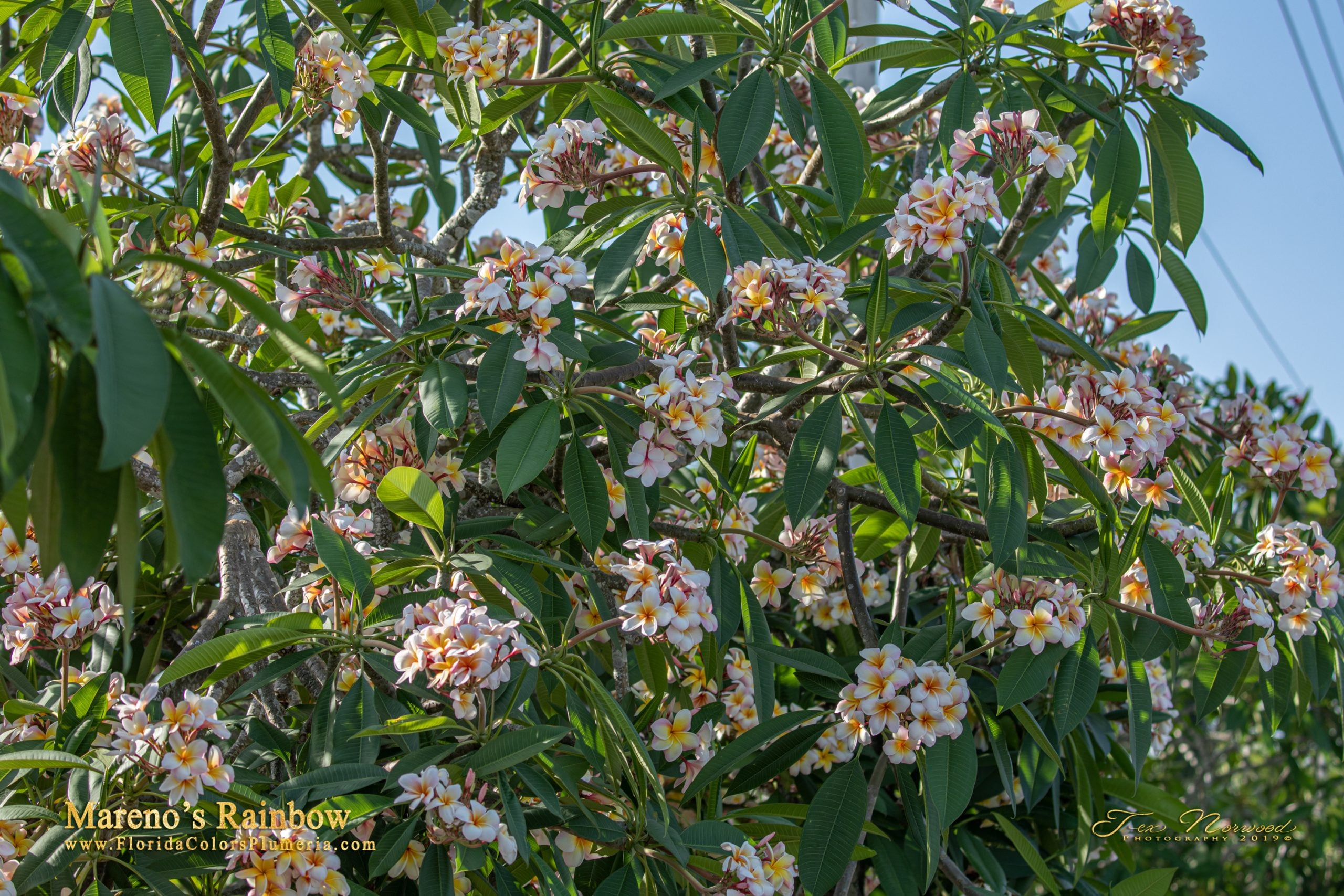 Mareno's Rainbow original plumeria tree in bloom