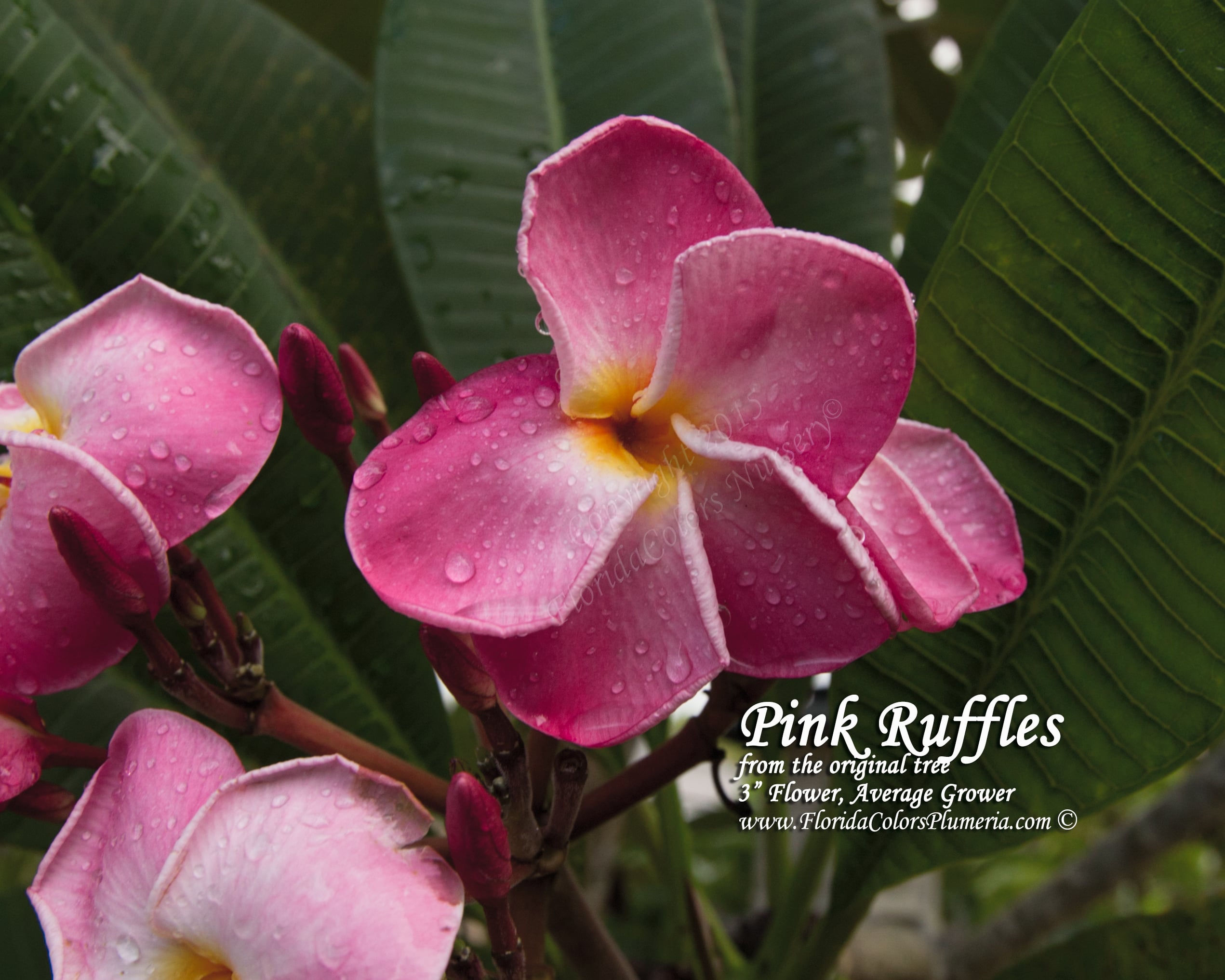 Pink Ruffles from the original Florida Colors tree